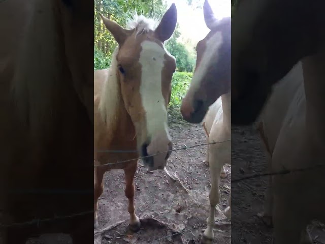 Poulain Pie Palomino de 2024
