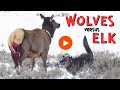 Wolves Take Down Elk In Lamar Valley Yellowstone National Park Wildlife Photography