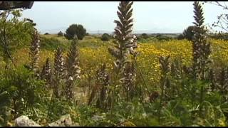 Salt Road Vacation Travel Video Guide