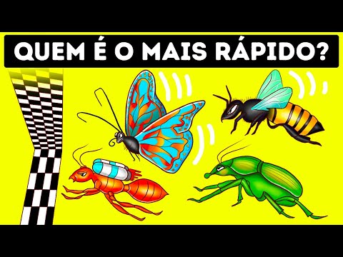 Quem Venceria Uma Corrida Entre os Insetos Mais Rápidos