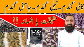 Black wheat farming in Pakistan | Black wheat benefits | Bilal Kanju Official