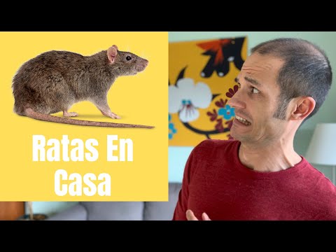 ¿Tienes Ratas En Casa?
