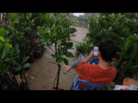 2 Phương Án Lựa Chọn Giống Mít Trồng Cho Khí Hậu Miền Bắc