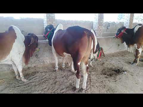 Beautiful Bulls for Eid-ul-Azah 2022!