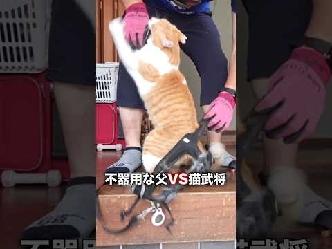 親ガチャ失敗⁉︎父にガチギレな猫 #元野良猫チャチャ #猫武将 #ねこ #推し猫グランプリ #ショーワグローブ