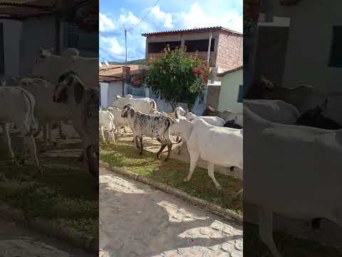 Esperando a boiada passar em Caetanos Bahia