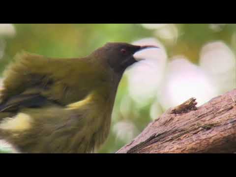 NZ On Screen: Birdland - First Episode - Jeremy Wells on Tiritiri Matangi