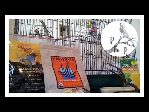 Feeding Your Budgie:  Parakeet Diet Essentials