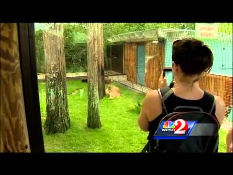 Gatorland welcomes rare panthers