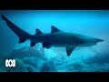 Grey nurse sharks: are the ‘labradors of the sea’ thriving? 🦈| ABC Australia