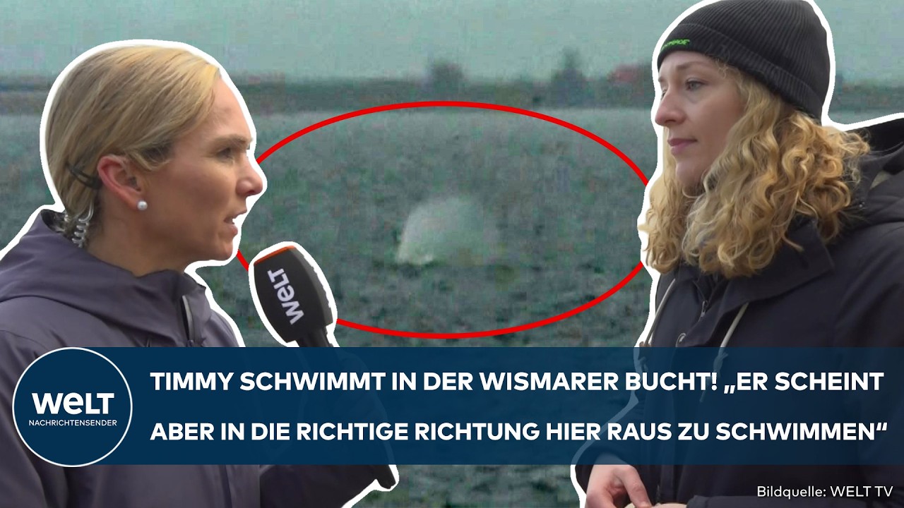 OSTSEE: Buckelwal "Timmy" schwimmt wieder frei! Doch er ist noch nicht außerhalb der Gefahrenzone