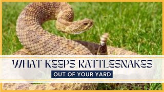 What Keeps Rattlesnakes Out Of Your Yard??Easy Foolproof Steps