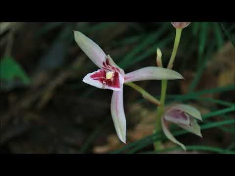 登山キンレンカ、カナリアキンレンカ 植物