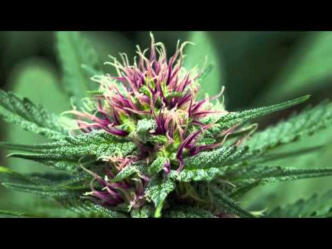 T.Kay Numa - Some grade - Vybz Kartel (DnB Remix)