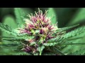 T.Kay Numa - Some grade - Vybz Kartel (DnB Remix ...
