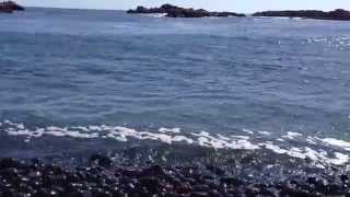 preview picture of video 'Closeup of Cobble Beach at Yaquina Head Oregon with Seals'