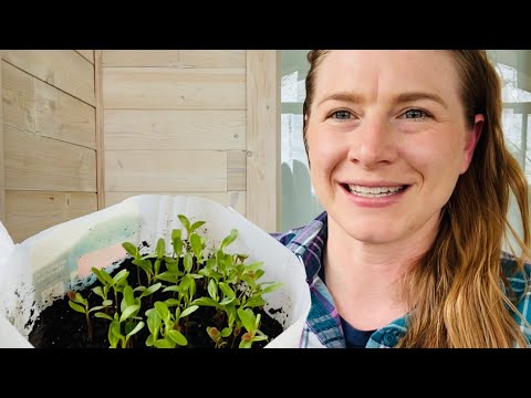 What’s Next? Transplanting Milkweed from Winter Sowing and #Jarmination to grow #butterflygarden