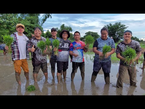 From office work to Bukid life. / Pagtatanim ng palay kasama ang Team @Harabas at ni Tatang.