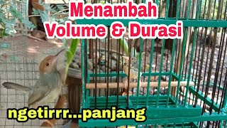 Download lagu Cara Menambah Durasi Suara Prenjak Betina mp3 Download lagu Cara Menambah Durasi Suara Prenjak Betina mp3