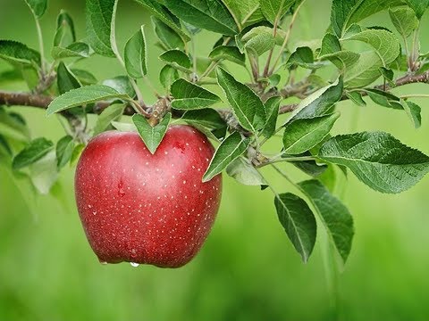 a gombák parazitáinak neve papilloma vírus szemölcsök arcát