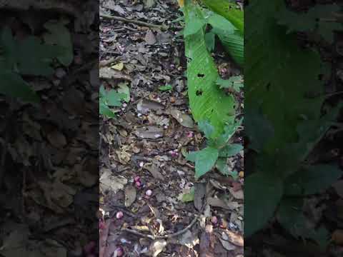 IMBIREMA ROCHA #animaisselvagens #faunabrasileira #paca #tauarirocho #mateiroveado