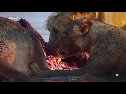 Documental - Tierra de grandes felinos 3 - Veteranos a la fuga
