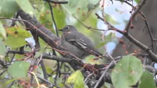 Townsend’s Solitaire