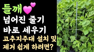 들깨???? 바람에 넘어진 줄기 바로 세우기 ???? 고추지주대 설치 및 제거 쉽게 하려면? ???? 