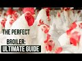 The Perfect Broiler: The Ultimate Guide to Raising Broilers Properly
