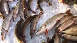 Балансир щука река на малых реках