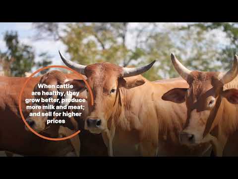 How Spray Races Are Protecting Cattle, Livelihoods and Wildlife in Zambia