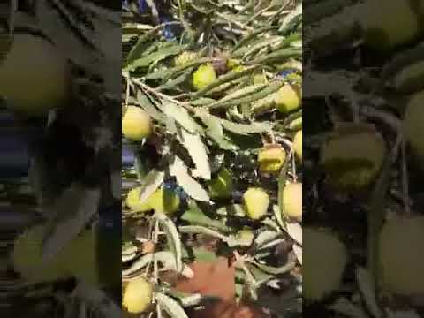 Humermend Kemalê Amed, Yarê ji min Xeyidî naşîne silava