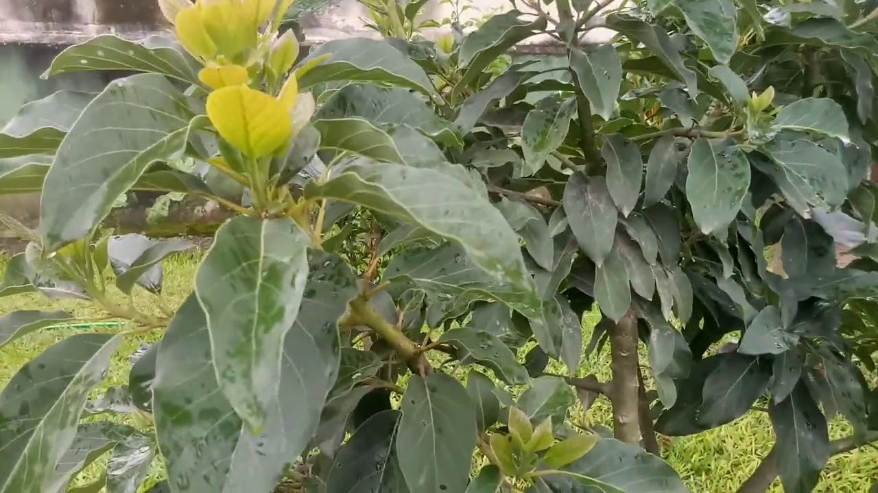 O único chá que acabou com a minha infecção urinária depois de tomar tanto antibiótico