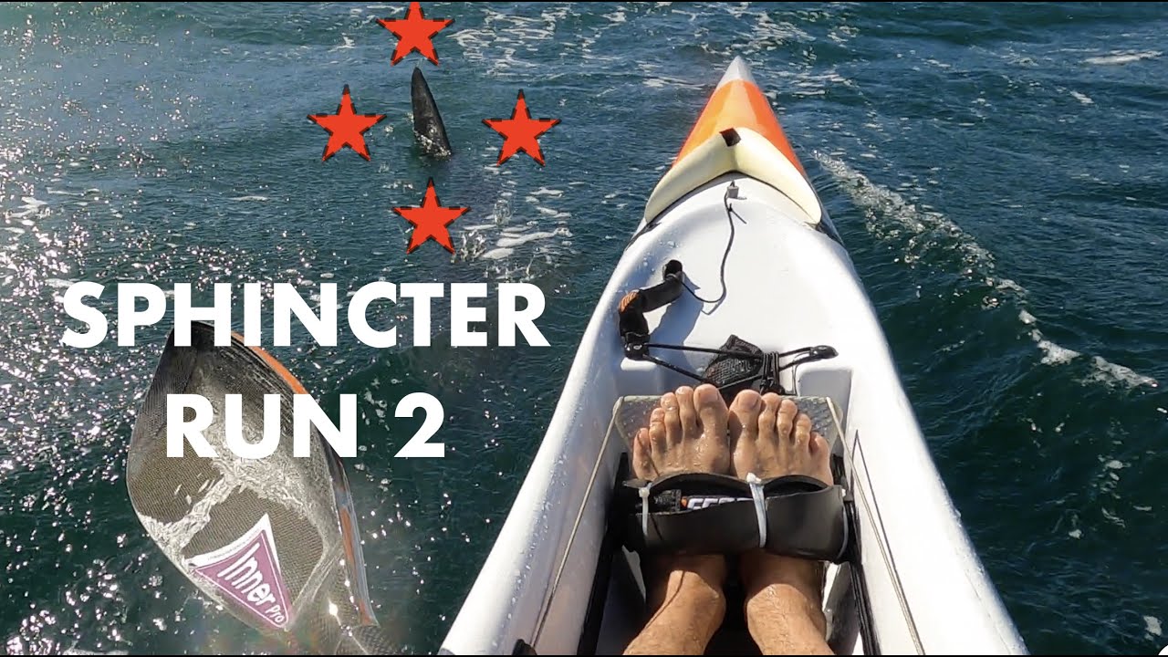 SURFSKI: The (little) GREAT WHITES are Back !