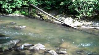 preview picture of video 'Murphy NC Creek Front Property with Trout fishing'