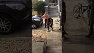 Beagle can't stop baying after being reunited with owner