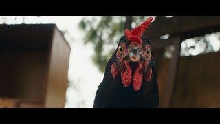 Trailer for Hen