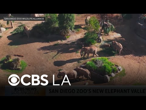 San Diego Zoo Safari Park's Denny Sanford Elephant Valley allows guests to walk aside one of nature'