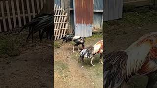 Download lagu khoytrad vs Bangkok faight#hobiternak #ayambangkok#ayamphakoy mp3