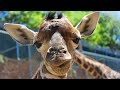 Dallas Zoo's Superstar Giraffe Calf Kipenzi ...