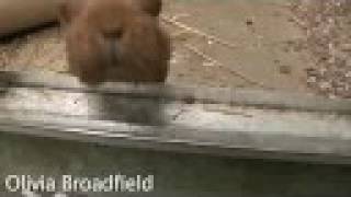 Olivia Broadfield interview