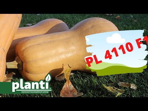 Який в розрізі PL 4110 F1 - порційний корейський гарбуз?