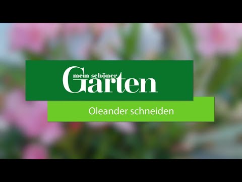 Pflanzenschnitt leicht gemacht: Oleander erfolgreich schneiden - Gartentrick für schöne Blütenpracht