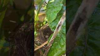 a natureza é perfeita ninho de passaros #shorts