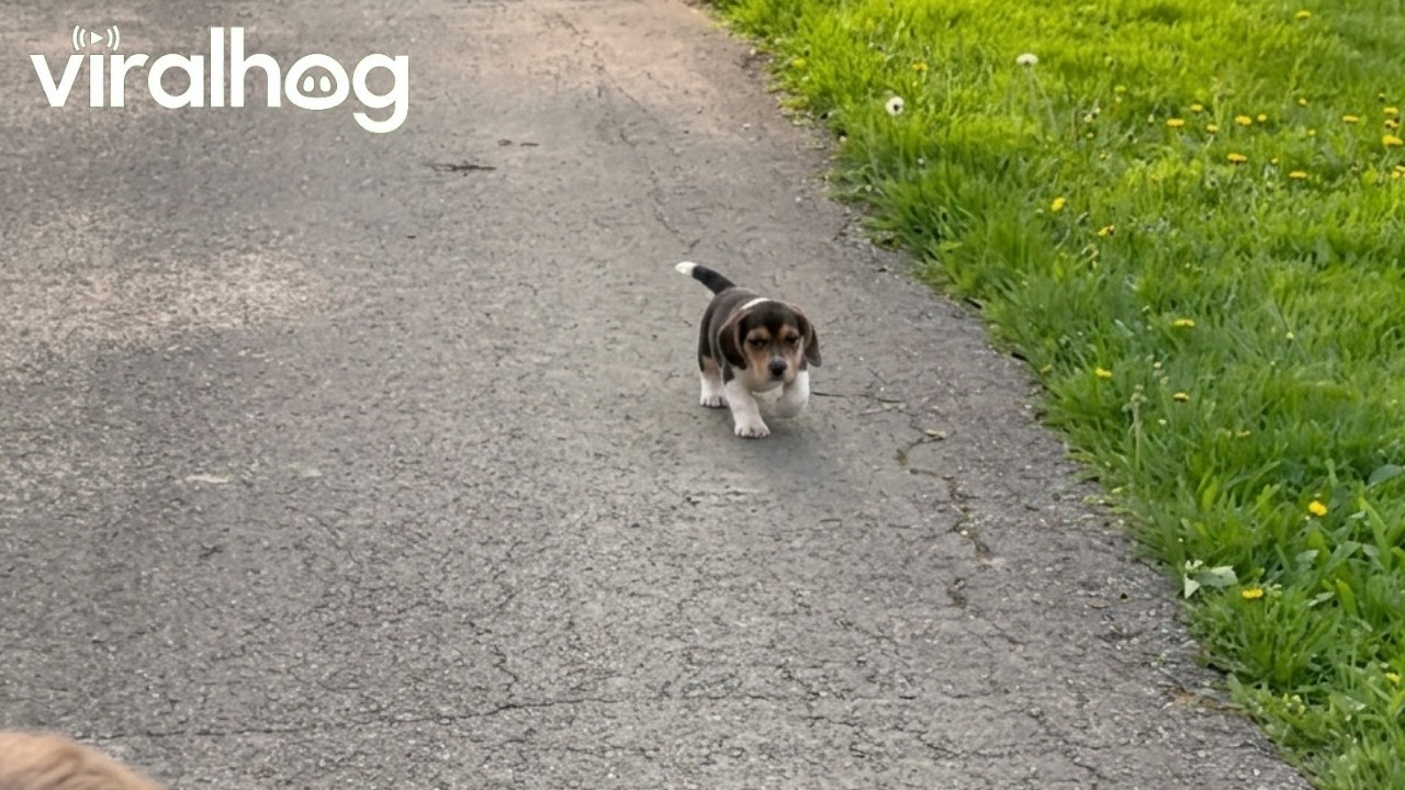 Basset Hound Puppy Runs Funny Down Driveway || ViralHog