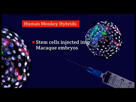 Katrien Devolder about the ethics of human hybrids (Chimeras)