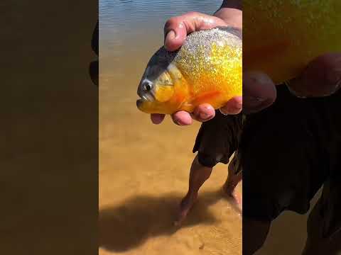 Acompanhando a atividade pesqueira em Ibotirama BA