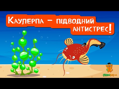 🍀 Дива природи. Явища навколо нас. Каулерпа, або Морський виноград 🌏