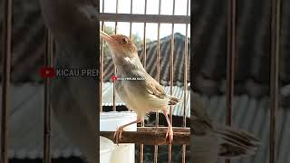 Download lagu PRENJAK BETINA MEMANGGIL JANTAN. Shorts# mp3 Download lagu PRENJAK BETINA MEMANGGIL JANTAN. Shorts# mp3