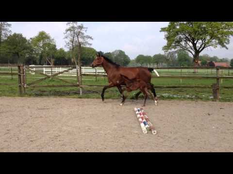 Fiderbach x Sunny Boy x Argentinus aus dem Weissena Stamm, 28.4.14